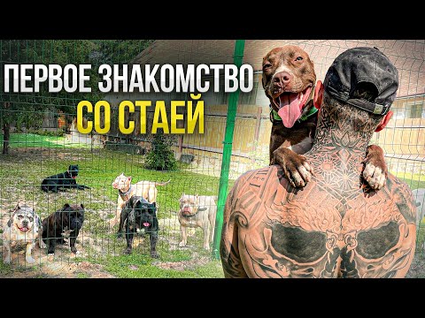 Видео: ВОСЕМЬ собак ПЛЮС один ПИТБУЛЬ