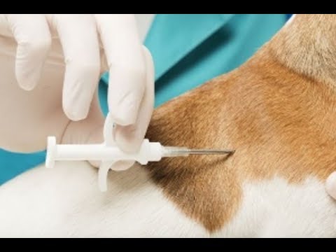 Видео: ЧИПИРОВАНИЕ. Что это и зачем нужно?