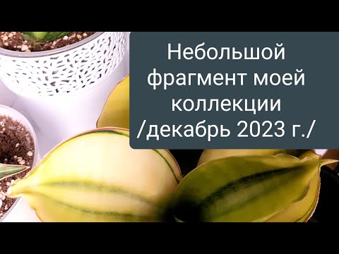 Видео: Обзор моей коллекции Сансевиерий /декабрь 2023 год/