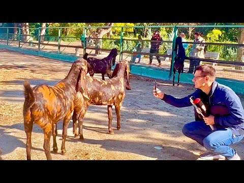 Видео: Когда же у нас будет маленькая зеброчка? Наши козы камори чуть не утащили камеру у телеканала ТВЦ!