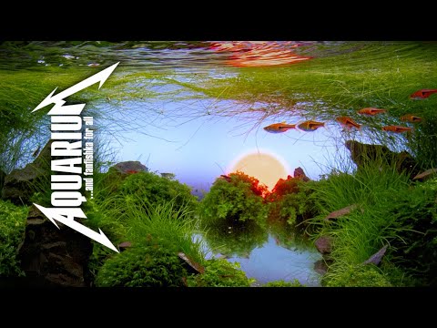 Видео: Акваскейперское послевкусие и гениальность в простоте