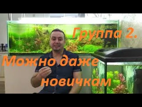 Видео: Растения из меристемы. Группа 2: Аквариумные растения для новичков.