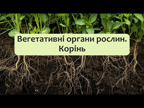 Видео: Біологія 7 клас (Балан). §17 Вегетативні органи рослин. Корінь