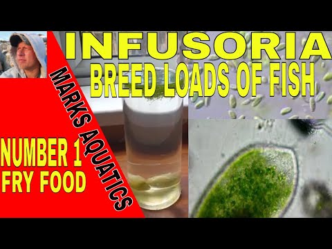 Видео: КАК КУЛЬТИВИРОВАТЬ ИНФУЗОРИИ ДЛЯ МАЛЬКОВ РЫБ