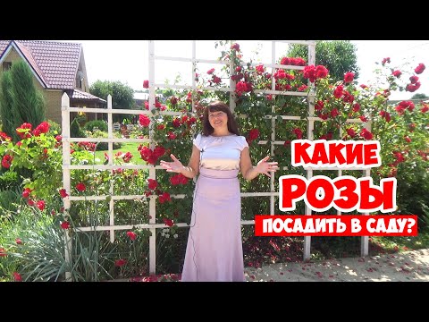 Видео: САДОВЫЕ РОЗЫ. Классификация и все ВИДЫ РОЗ для начинающих! Roses in the garden.