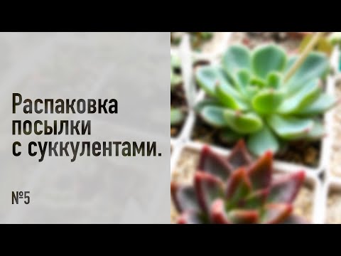 Видео: Распаковка посылки с суккулентами №5