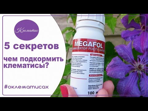 Видео: 🌺 Запомните! 5 моих секретов удобрения клематисов - чем подкормить клематисы
