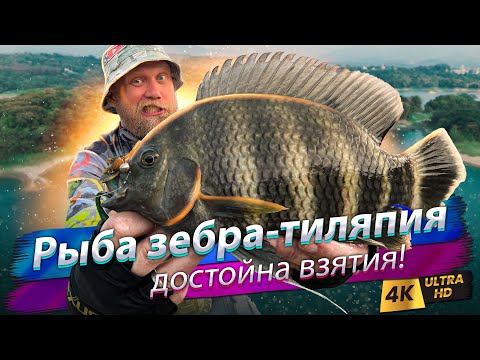 Видео: 🇹🇼 С микроджигом за тиляпией-зеброй. Рыбы столько, что руки устали!