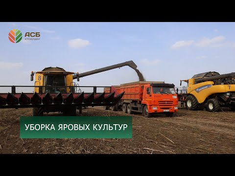 Видео: Уборка сои/Уборка подсолнечника/Урожайность яровых культур 2024/Подготовка к севу озимой пшеницы