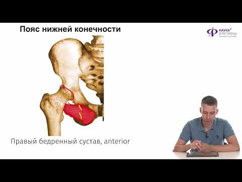 Видео: Биология |  Скелет и мышцы