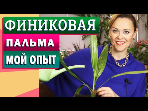 Видео: Финиковая пальма - от косточки до дерева!