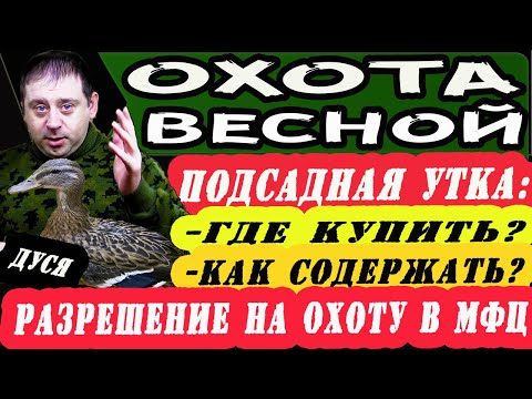 Видео: Купил подсадную утку, что делать. Разрешение на охоту в МФЦ. Подготовка к открытию охоты.
