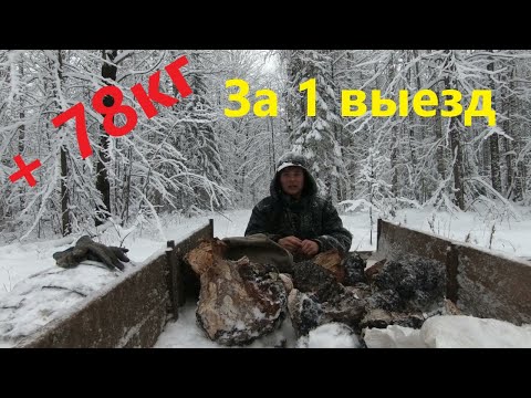 Видео: Сбор чаги. Ни шагу назад.