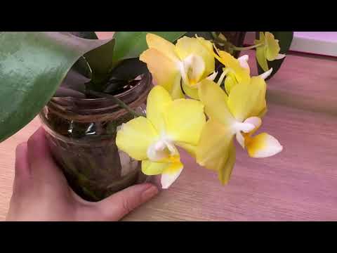 Видео: Любимая пора 🤗 Зимнее цветение орхидей 🌸🌼 Сорта в описании 👇🏻
