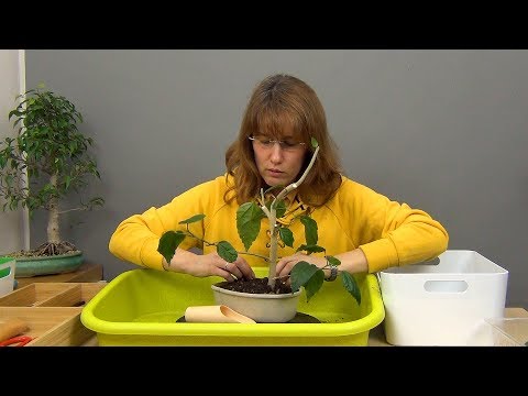 Видео: Бонсай из гибискуса (ч.2).