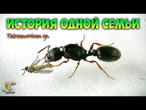 Видео: История боли ● Мои новые муравьи ● Tetramorium sp.