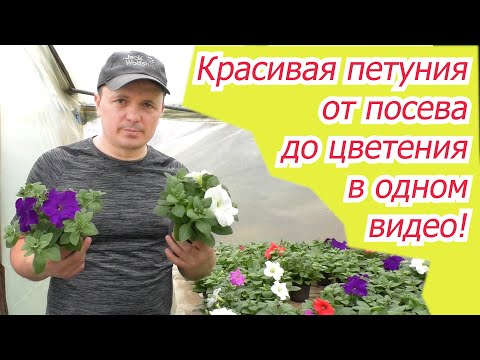 Видео: Выращивание петунии от посева до цветения в одном видео.