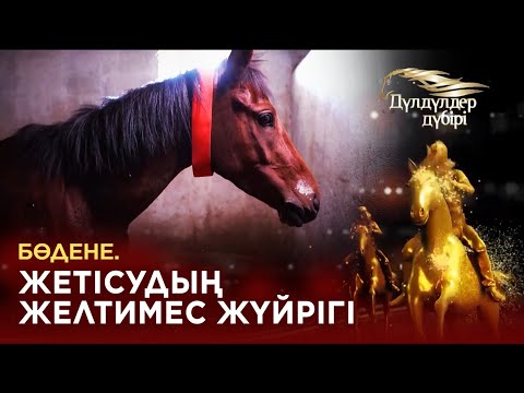 Видео: Бөдене. Жетісудың желтимес жүйрігі. «Дүлдүлдер дүбірі»