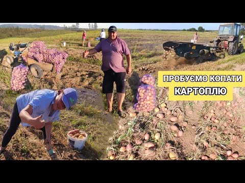 Видео: Почали копати картоплю. Скільки дали 10 соток врожаю !?