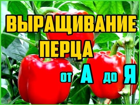 Видео: Выращивание перца от А до Я / Рассада перца / Выращивание перца в открытом грунте