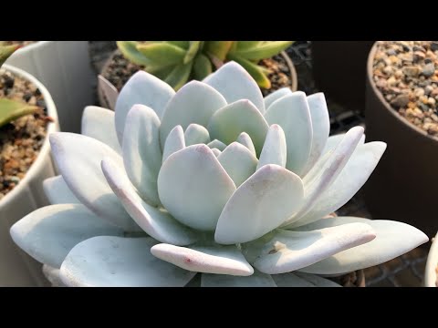 Видео: Эчеверия лау - уход, размножение, тонкости и секреты от мастера Георгия Аристова