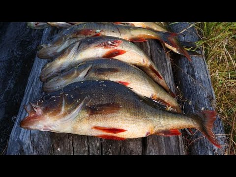 Видео: Одиночный поход на таёжное озеро. Рыбалка на жерлицы.