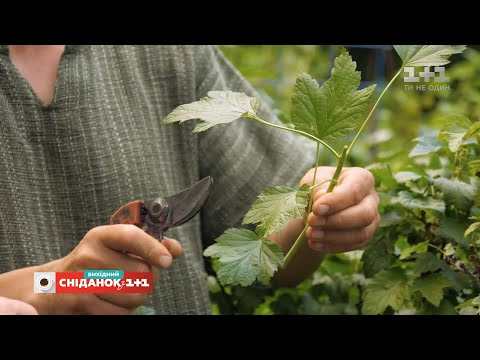 Видео: Лучший способ размножения смородины