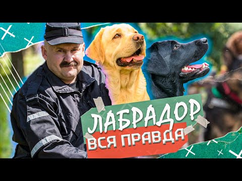 Видео: НЕ БЕРИ ЛАБРАДОРА пока НЕ ПОСМОТРИШЬ это видео! ВСЕ, что НАДО ЗНАТЬ о лабрадоре! ДРЕССИРОВКА?