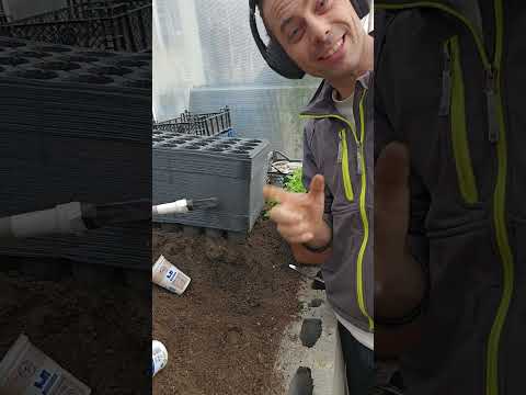Видео: Поливане на разсада.