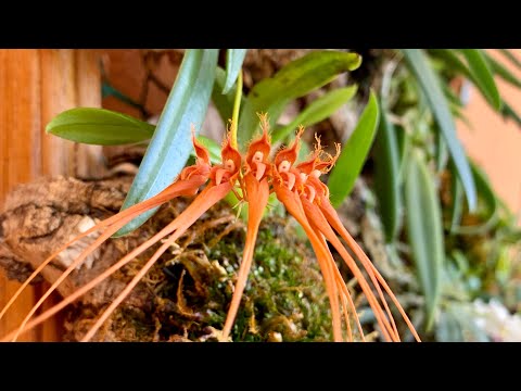 Видео: бульбофиллум орхидея  моя коллекция, уход, bulbophyllum orchid