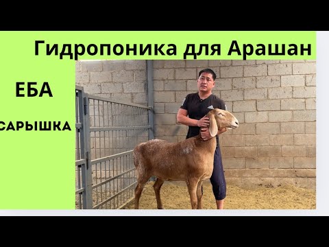 Видео: ТОП хозяств Кыргызстана у Ильяса. Гидропоника для Арашан #арашан