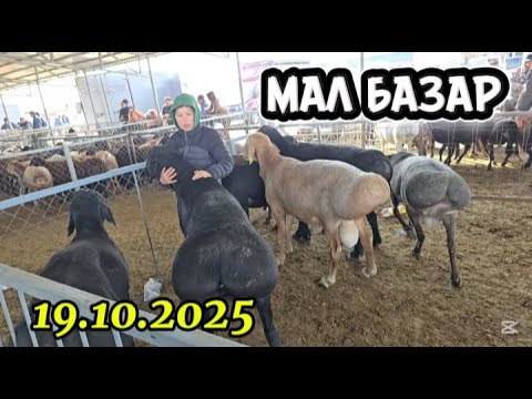 Видео: КОЙ БАЗАР / ТАРАЗ МАЛ БАЗАР 19.10.2025