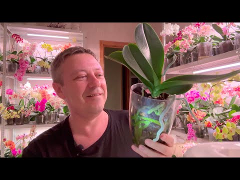 Видео: корни ОРХИДЕЙ без грунта и горшков / ПОЧЕМУ я не сажаю так орхидеи