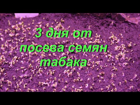 Видео: 3 ДНЯ ОТ ПОСЕВА СЕМЯН НА РАССАДУ.