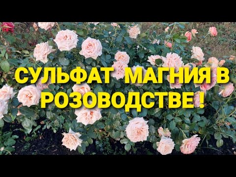 Видео: Мысли вслух.Часть3. Сульфат магния для роз!