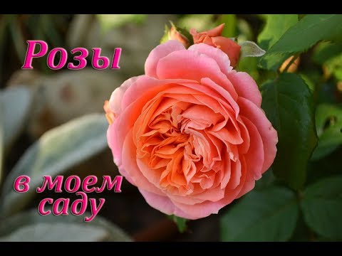 Видео: Розы в моем саду.