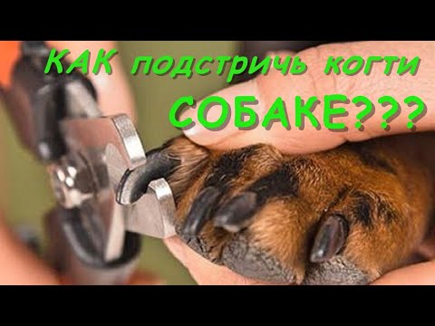 Видео: Как Подстричь Когти Собаке? Стрижка Когтей Когтерезом