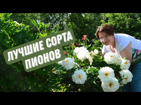 Видео: Пионовый Рай | Лучшие сорта пионов | Чем кормить пионы для роскошного цветения