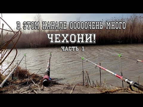 Видео: Чехонь! Рыбец! Судак! Этот канал не перестает меня удивлять! Часть 1