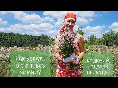 Видео: Борьба с ОСОТОМ! Кто победит?