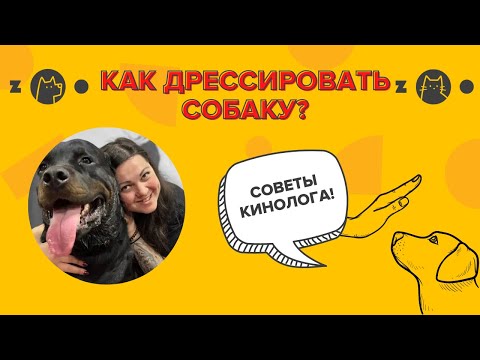 Видео: Как дрессировать собаку?