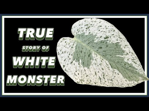 Видео: Monstera от Kunzo: Белый монстр против мяты | Документальный фильм «Красотка в зеленом»