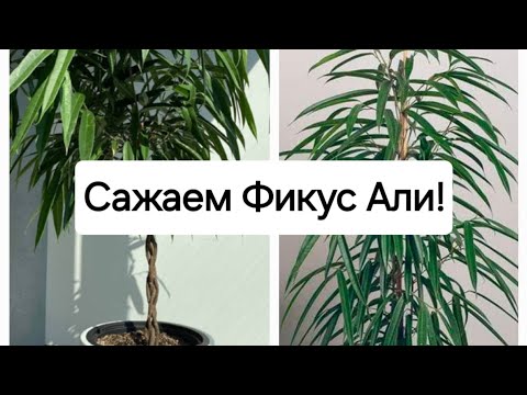 Видео: Сажаем Фикус Али. Секреты подвязки! 14.05.2024г.