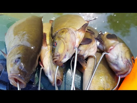 Видео: ЛОВЛЯ ЛИНЯ В ЗАТОПЛЕННОМ ЛЕСУ ! ЭТО РАЙ ДЛЯ ЛОВЛИ НА БОКОВОЙ КИВОК !