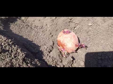 Видео: Посадка картоплі 2025 мотоблоком з родиною