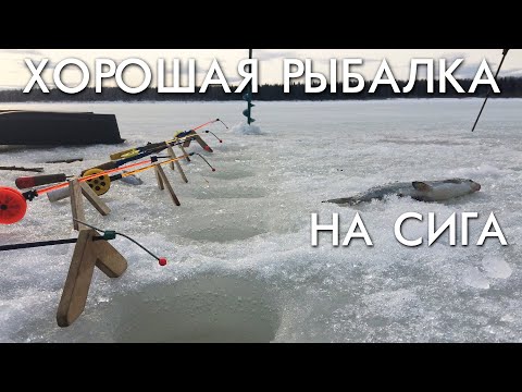 Видео: ХОРОШАЯ РЫБАЛКА НА СИГА