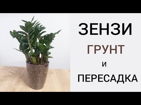 Видео: ПЕРЕСАДКА  замиокулькаса ЗЕНЗИ. Грунт. Кашпо. Закрытая система.