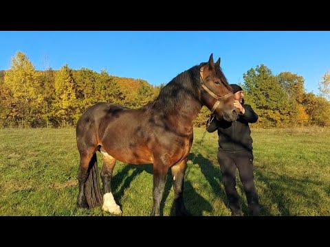 Видео: 📢Продаж✅️ Жеребець Юра💣дві кобили і лошак по Обамі💯💪💥💸