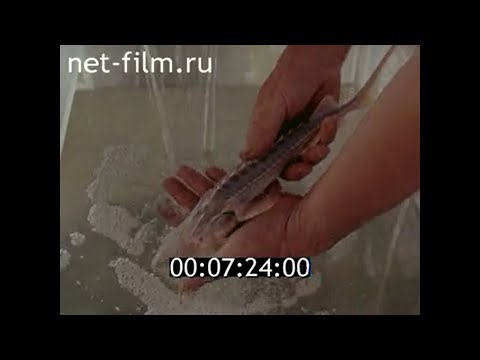 Видео: Рыбы Каракумской пустыни: лжелопатонос, белый амур, толстолоб