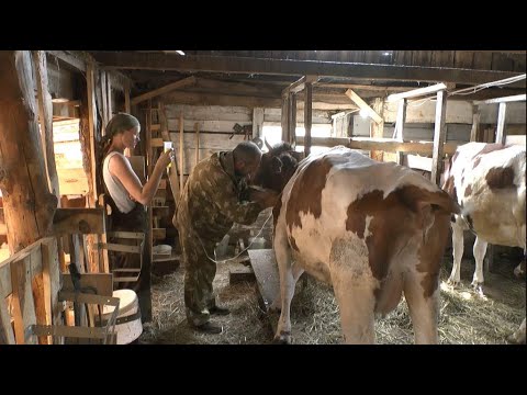 Видео: Неприятности в хозяйстве/Заболела корова/Ставим капельницу сами